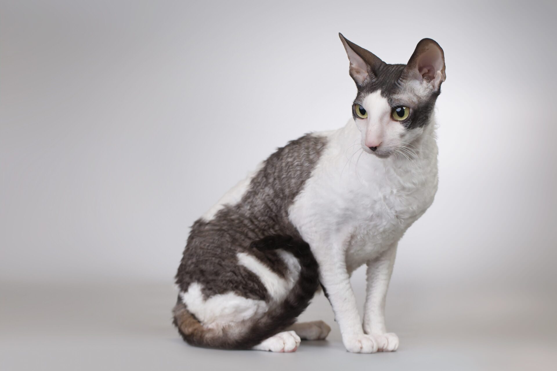 Top 35 Short Cats Hair Ideas and Inspirations - Hood MWR