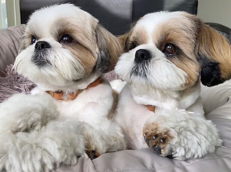39 Shih Tzu Hairstyles: from Long to Short Haircuts - Hood MWR