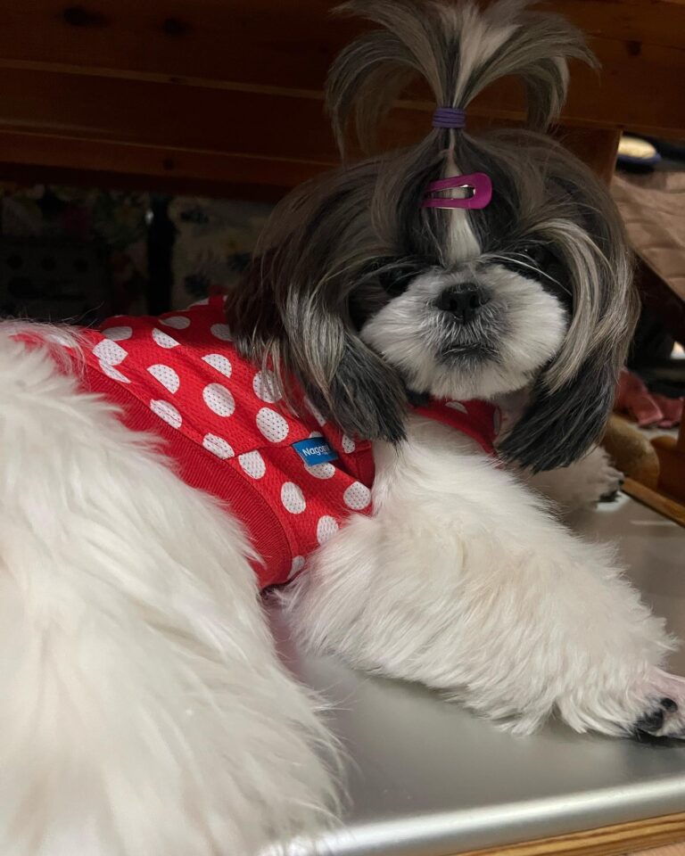 Shih Tzu Adventure Gear Guide: Best Harnesses, Travel, Grooming ...