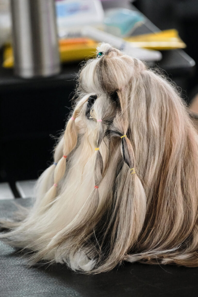 A closer look at What To Use For Unruly Shih Tzu Long Hair