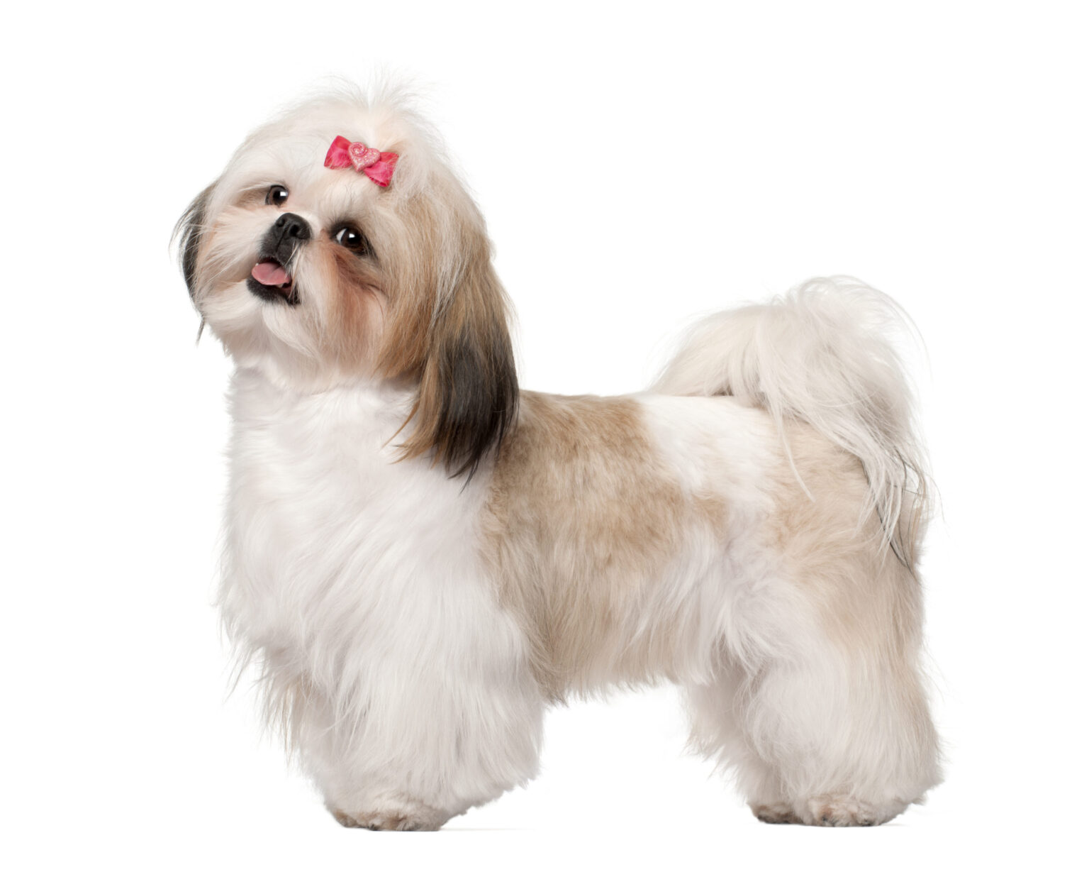 Photo inspiration: 39 Shih Tzu Hairstyles From Long To Short Haircuts Photo Inspiration
