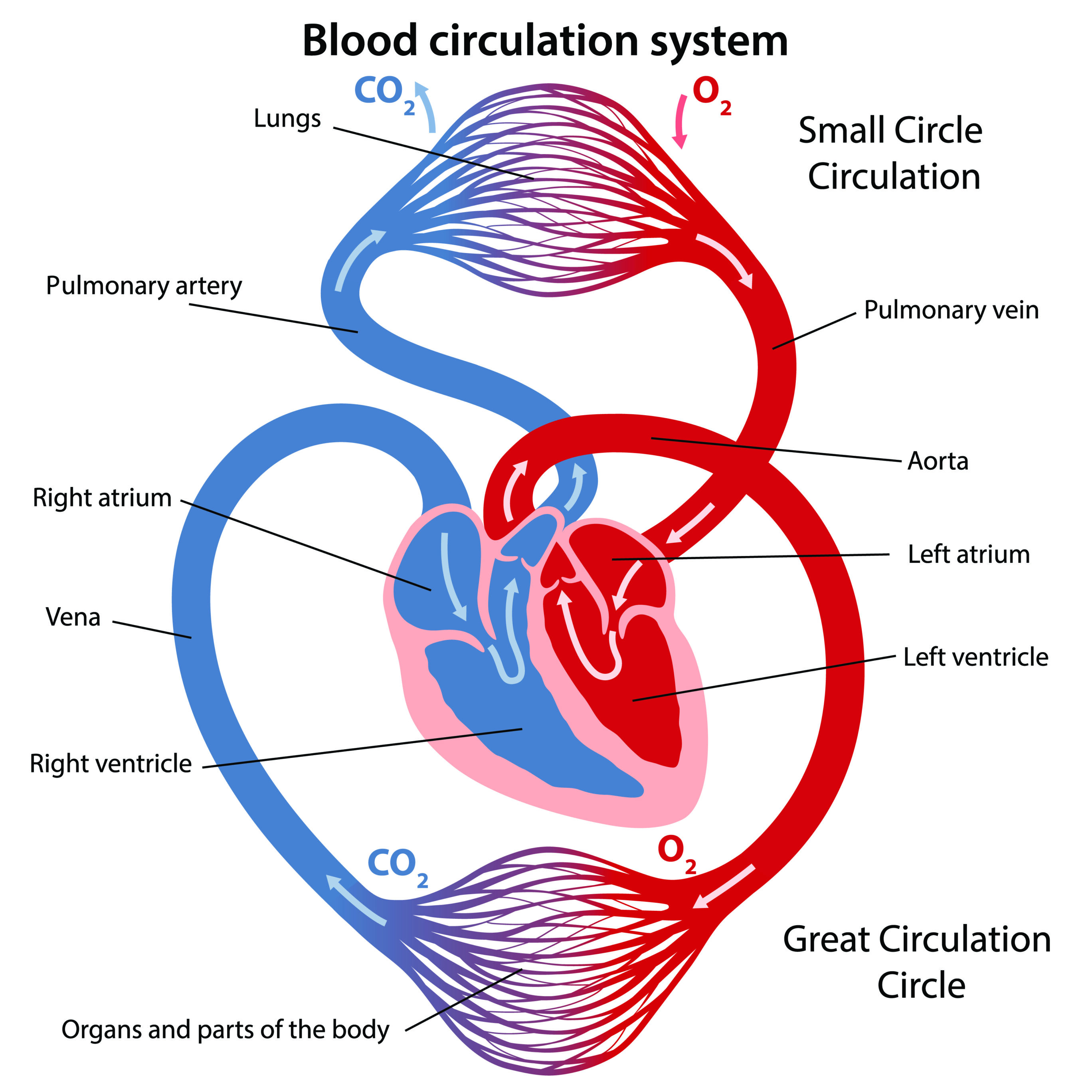Circulation of blood through the heart