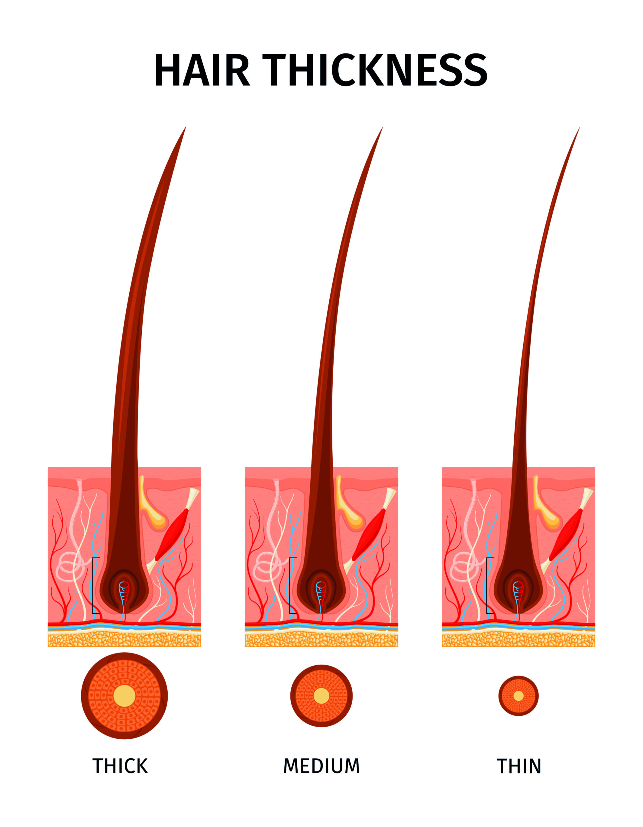 Hair Strand Size