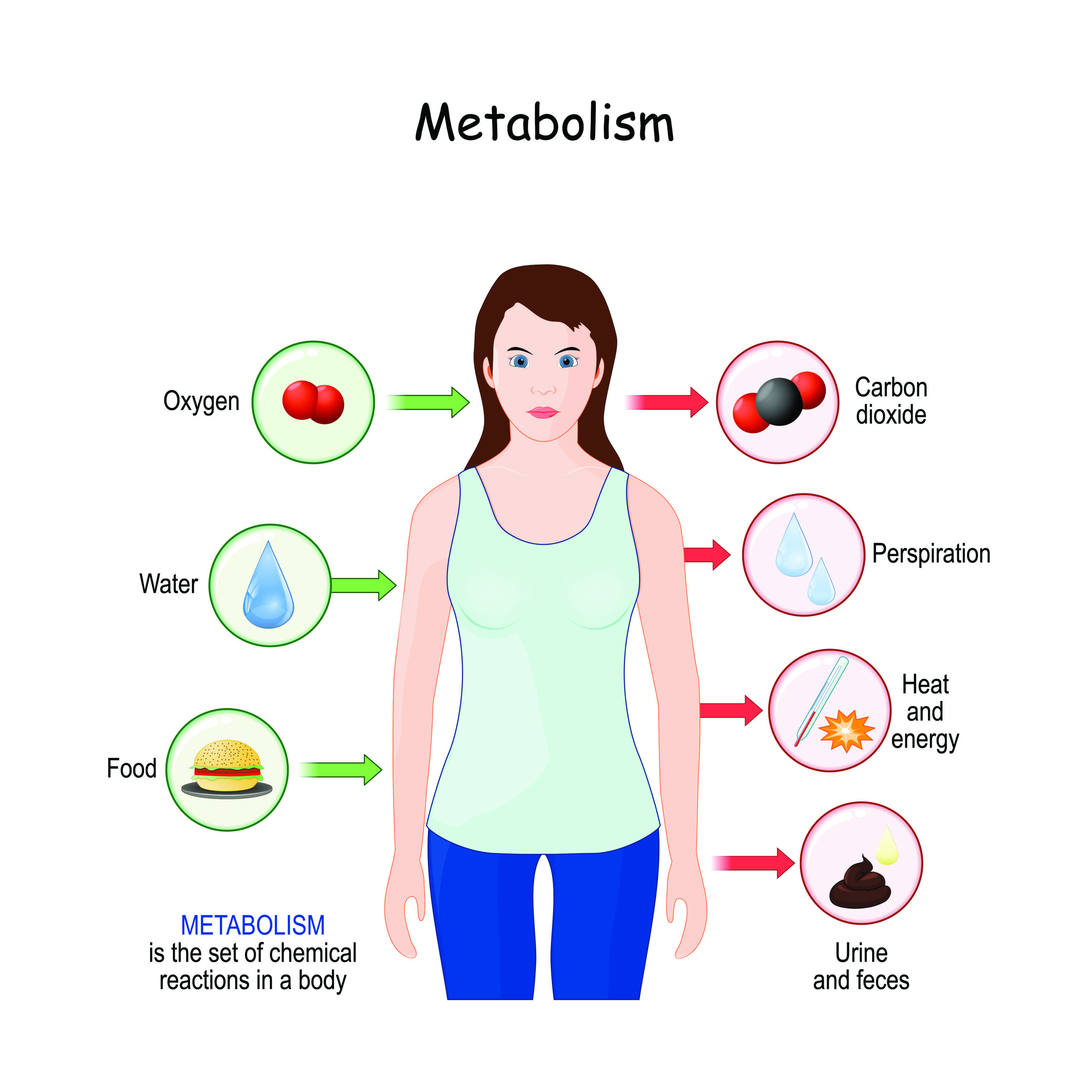 Metabolism is the set of chemical reactions in a body
