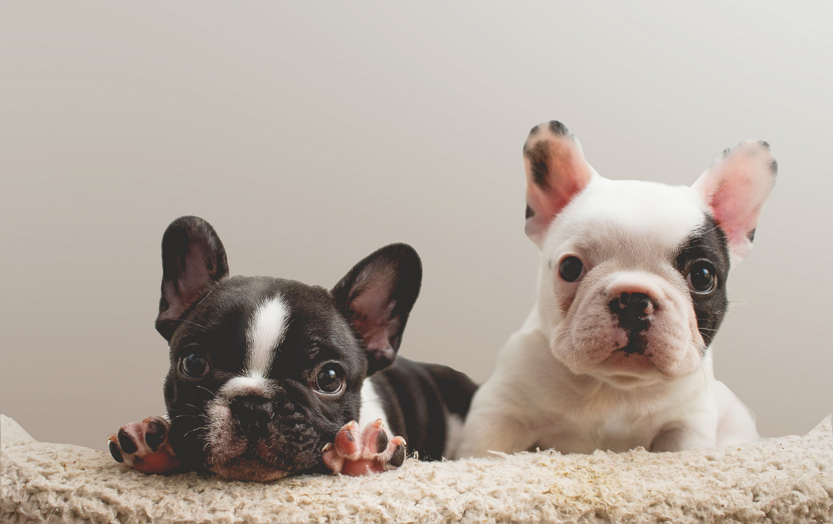 French Bulldog