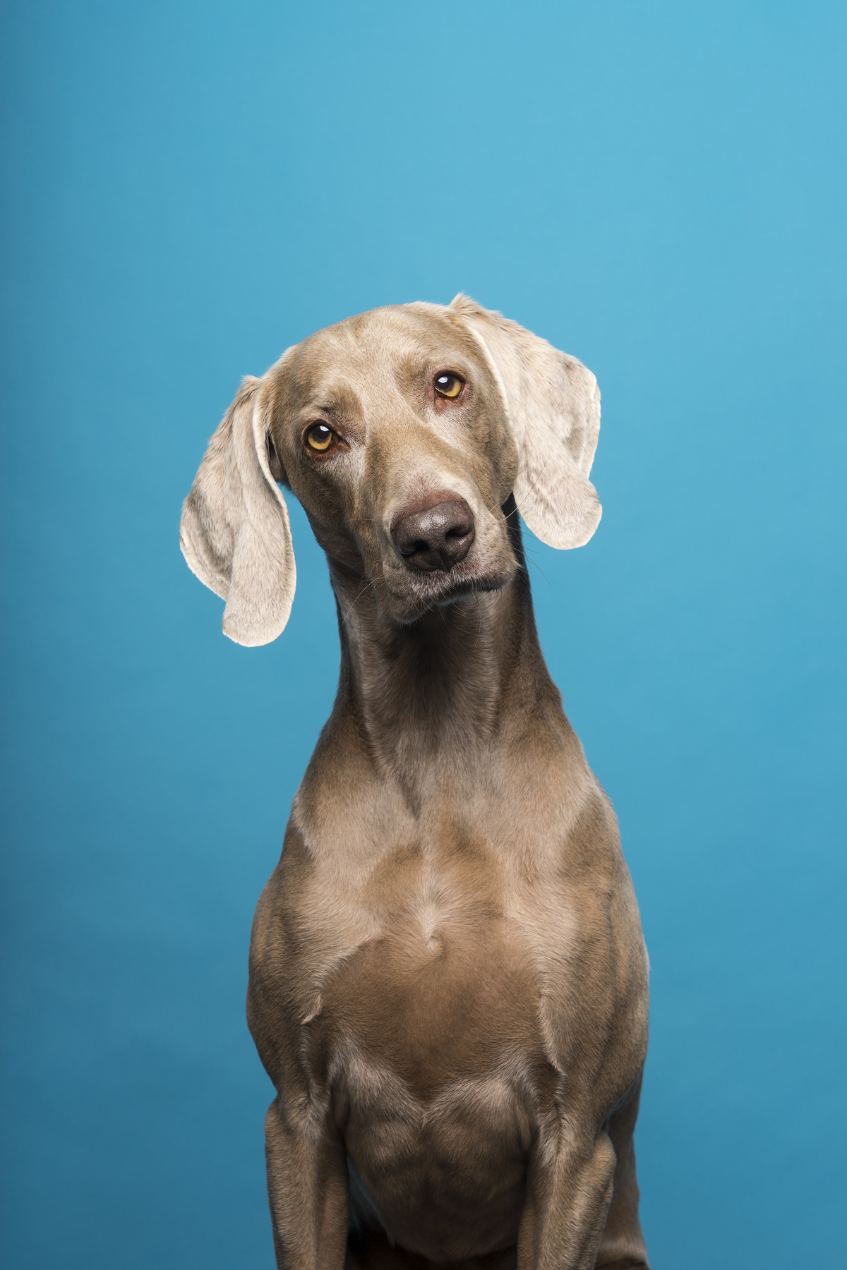 Weimaraner