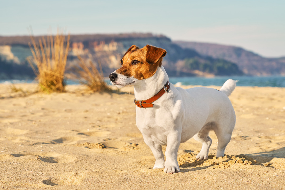 Jack Russell Terriers
