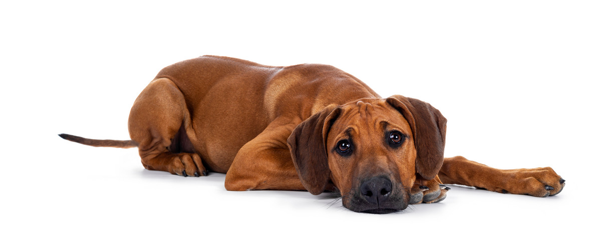 Rhodesian Ridgeback
