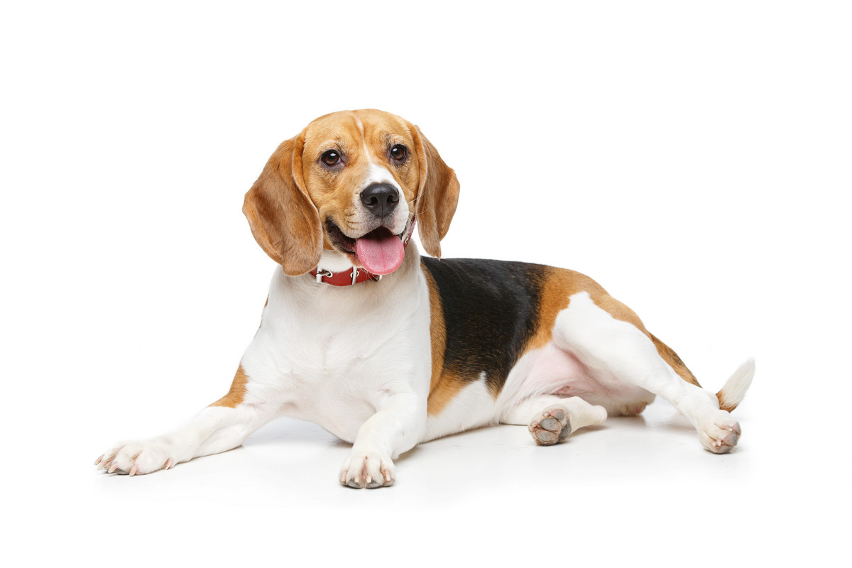 Beagle