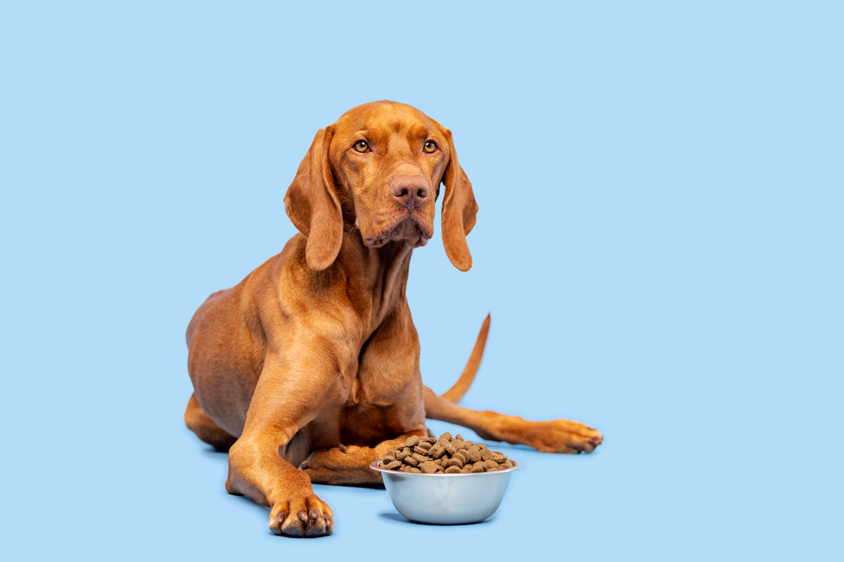 Vizsla