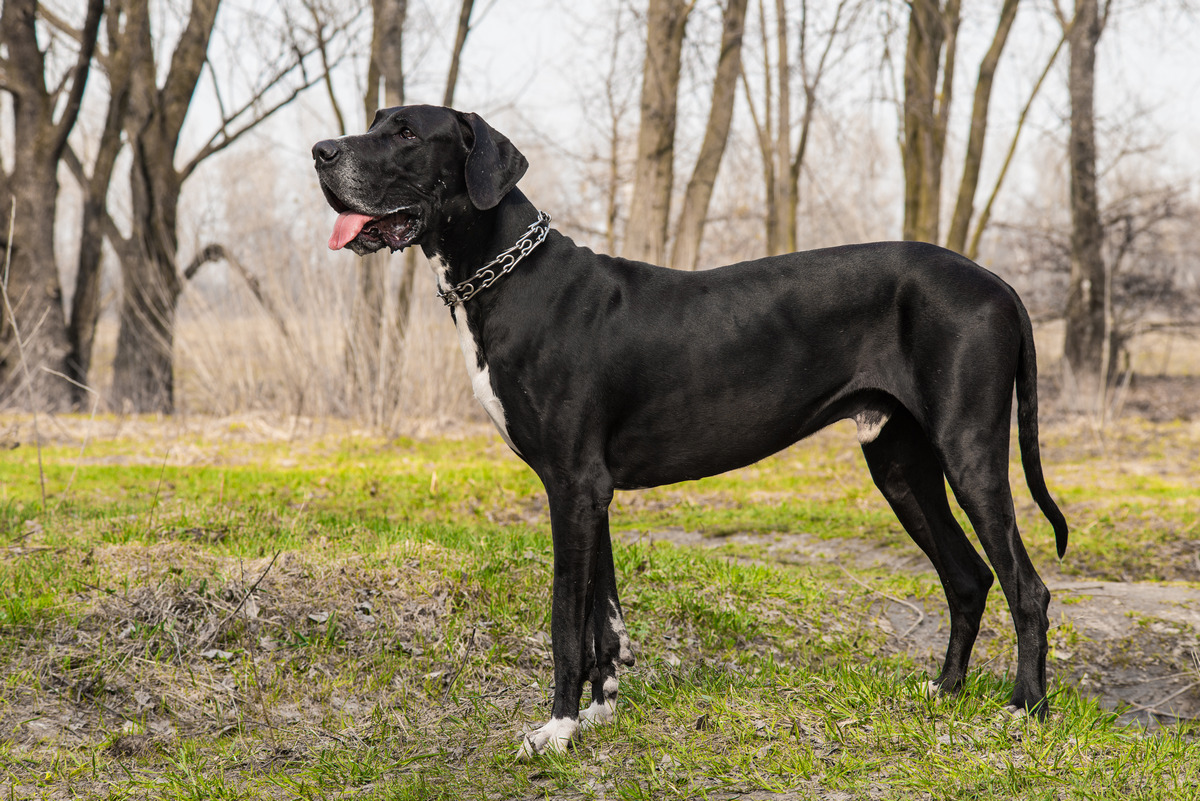 Great Dane