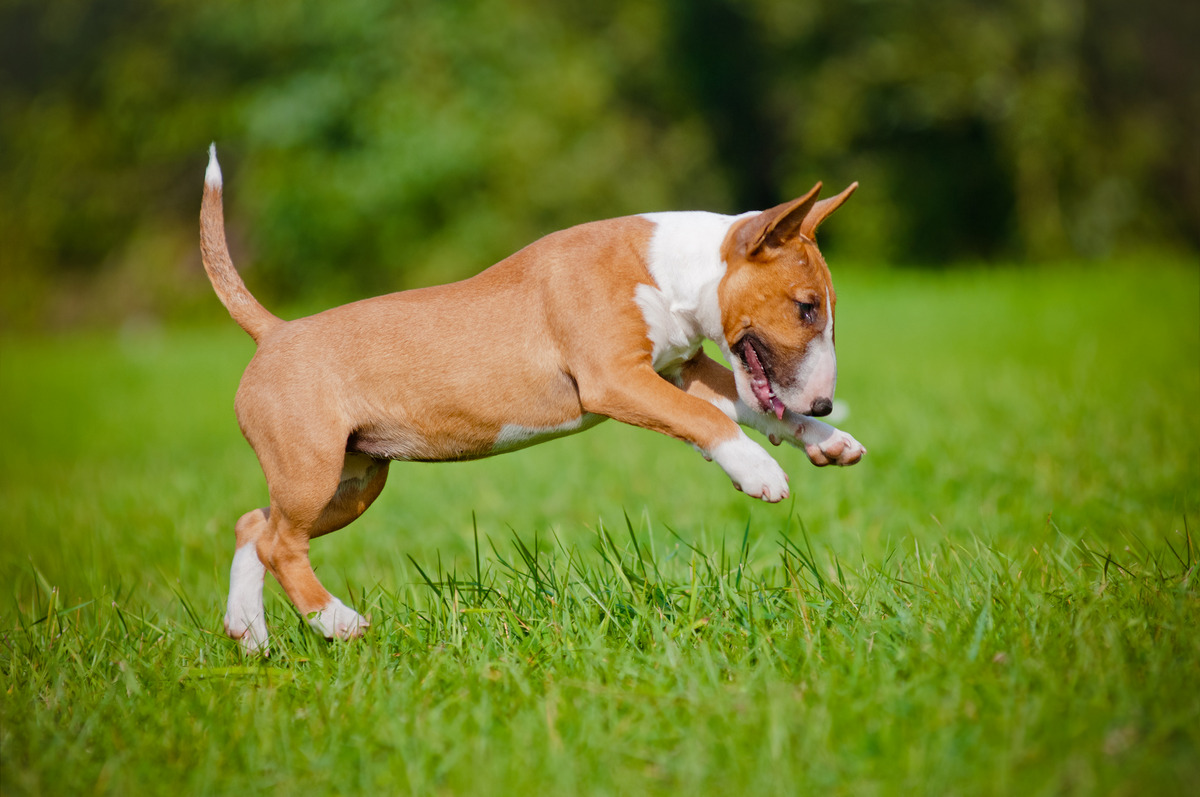 Bull Terrier
