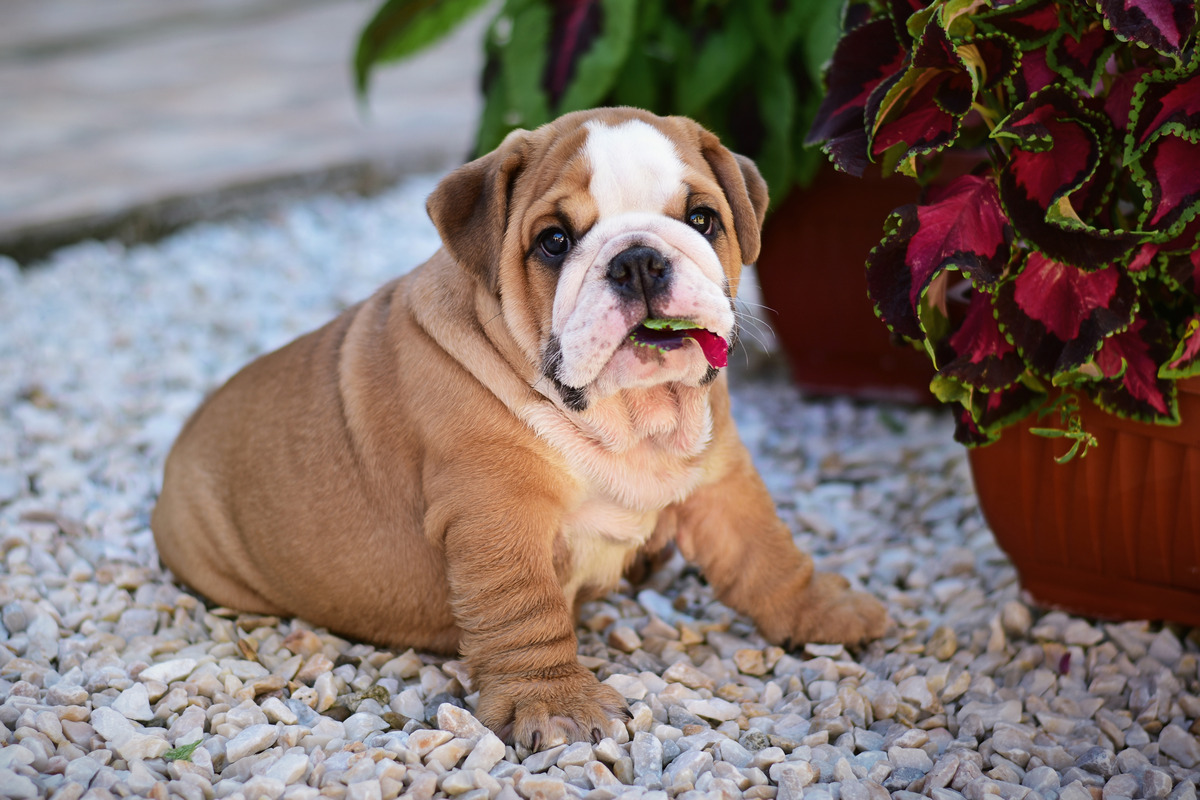 Bulldog (English)