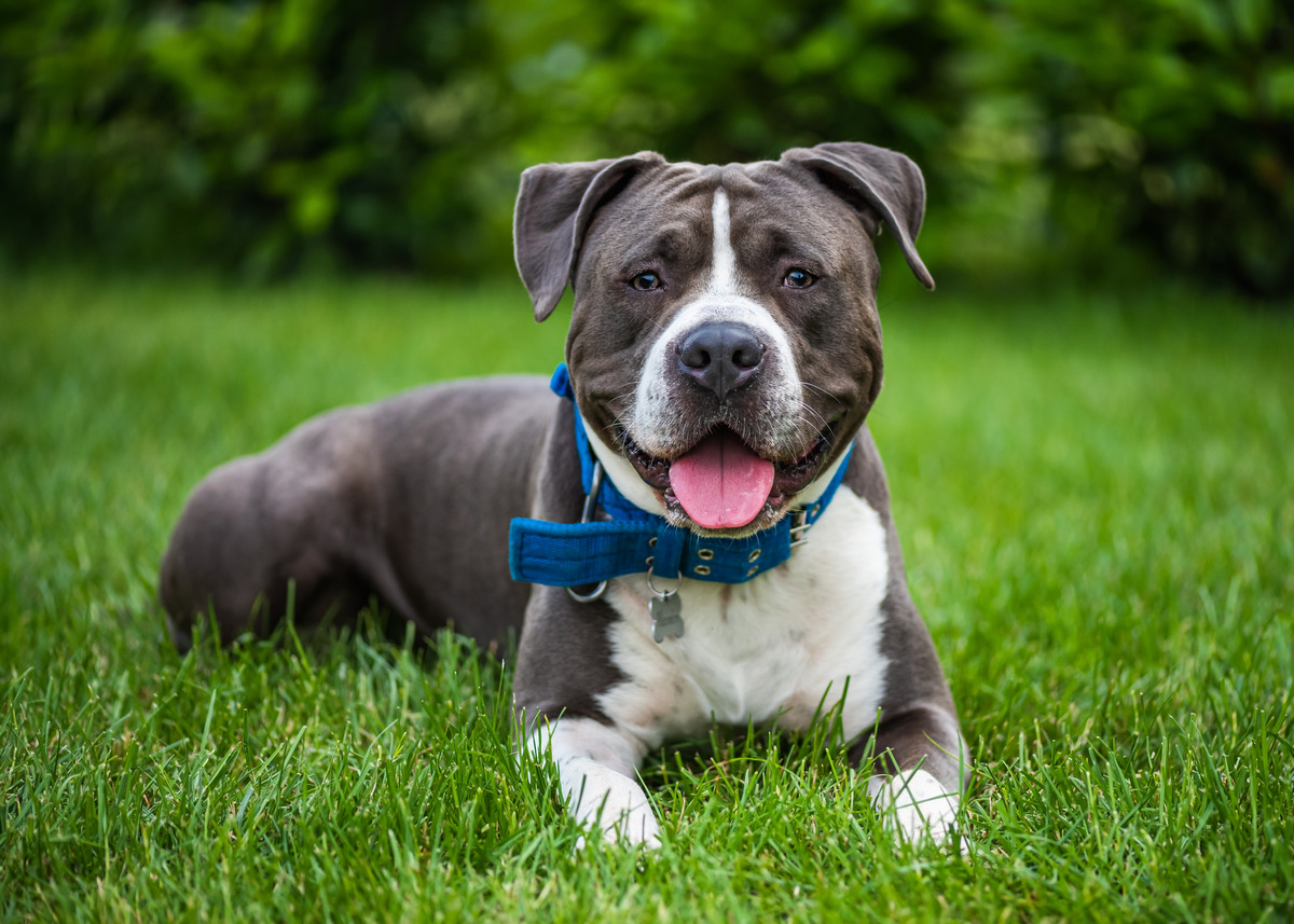 American Staffordshire Terrier