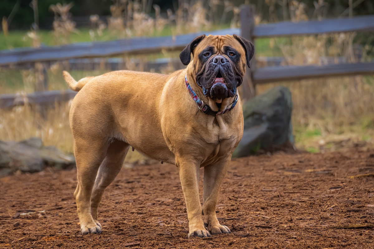 Bullmastiff