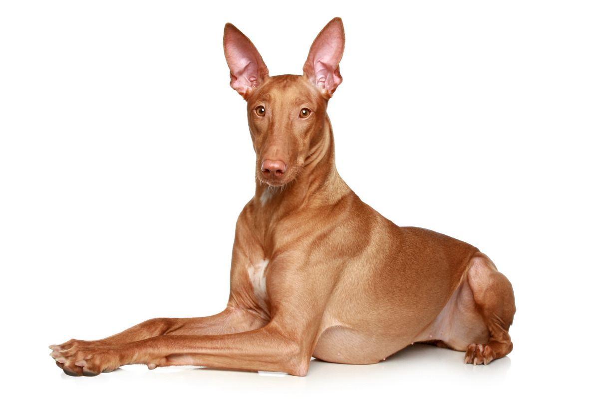 Pharaoh Hounds