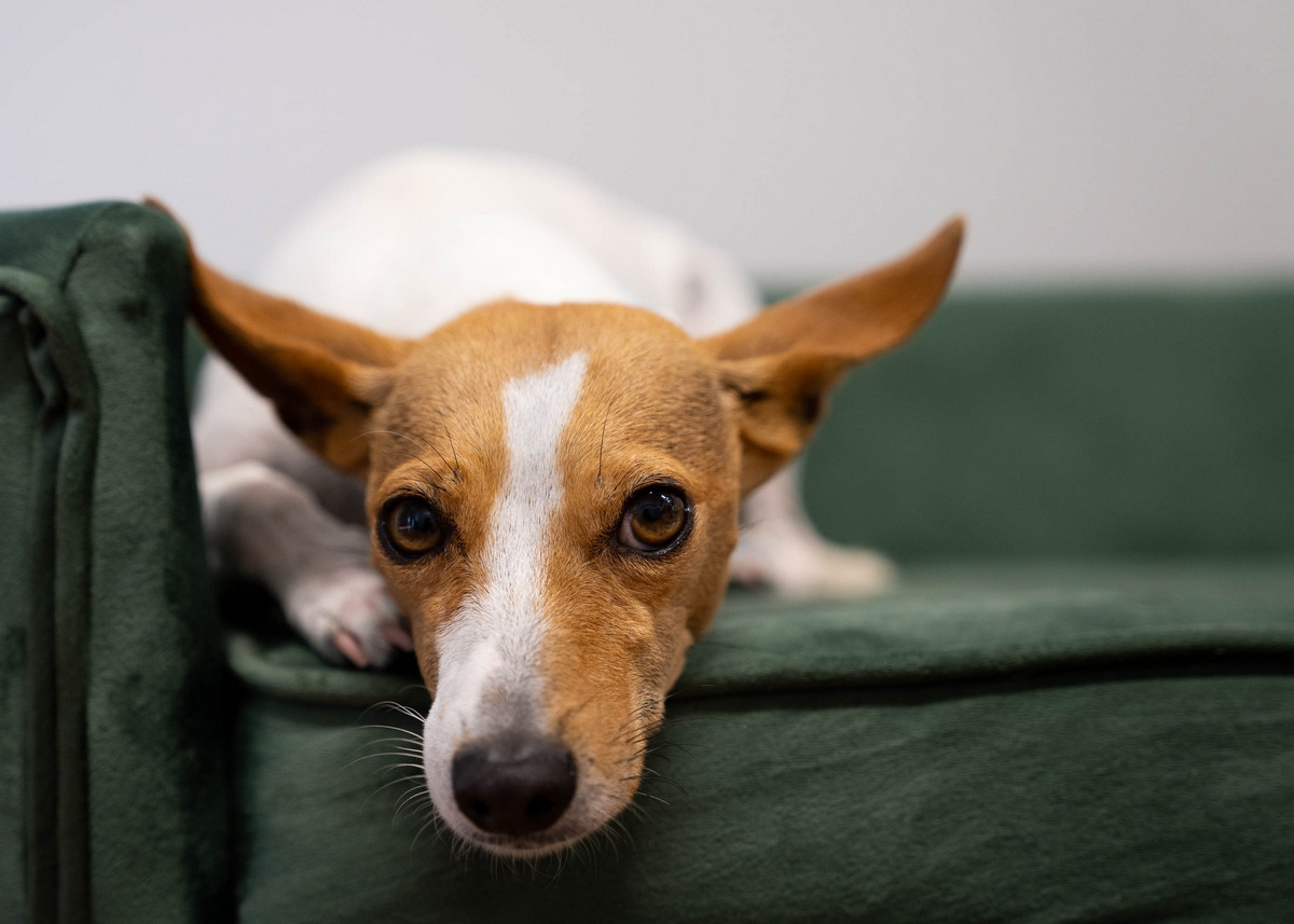 Smooth Fox Terrier