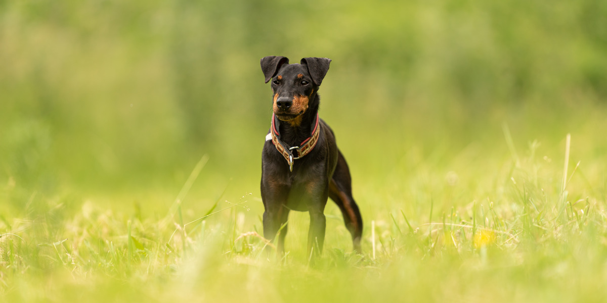 Manchester Terriers