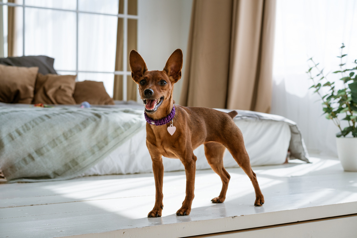 Miniature Pinscher