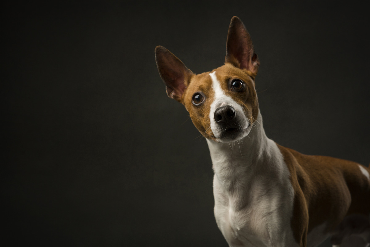 Rat Terriers