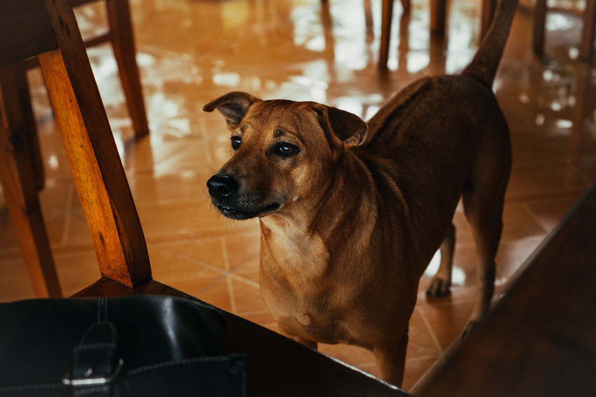 Ridgeback Phu Quoc