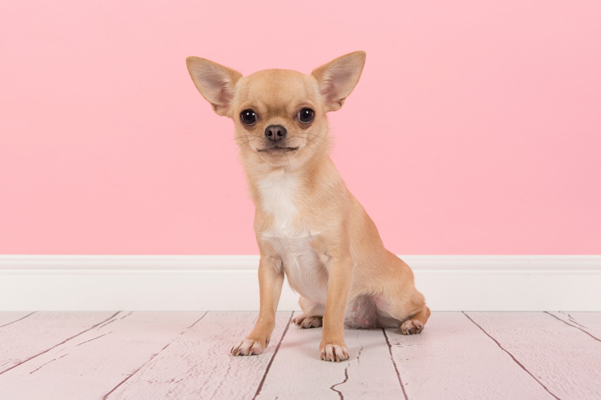 Chihuahua