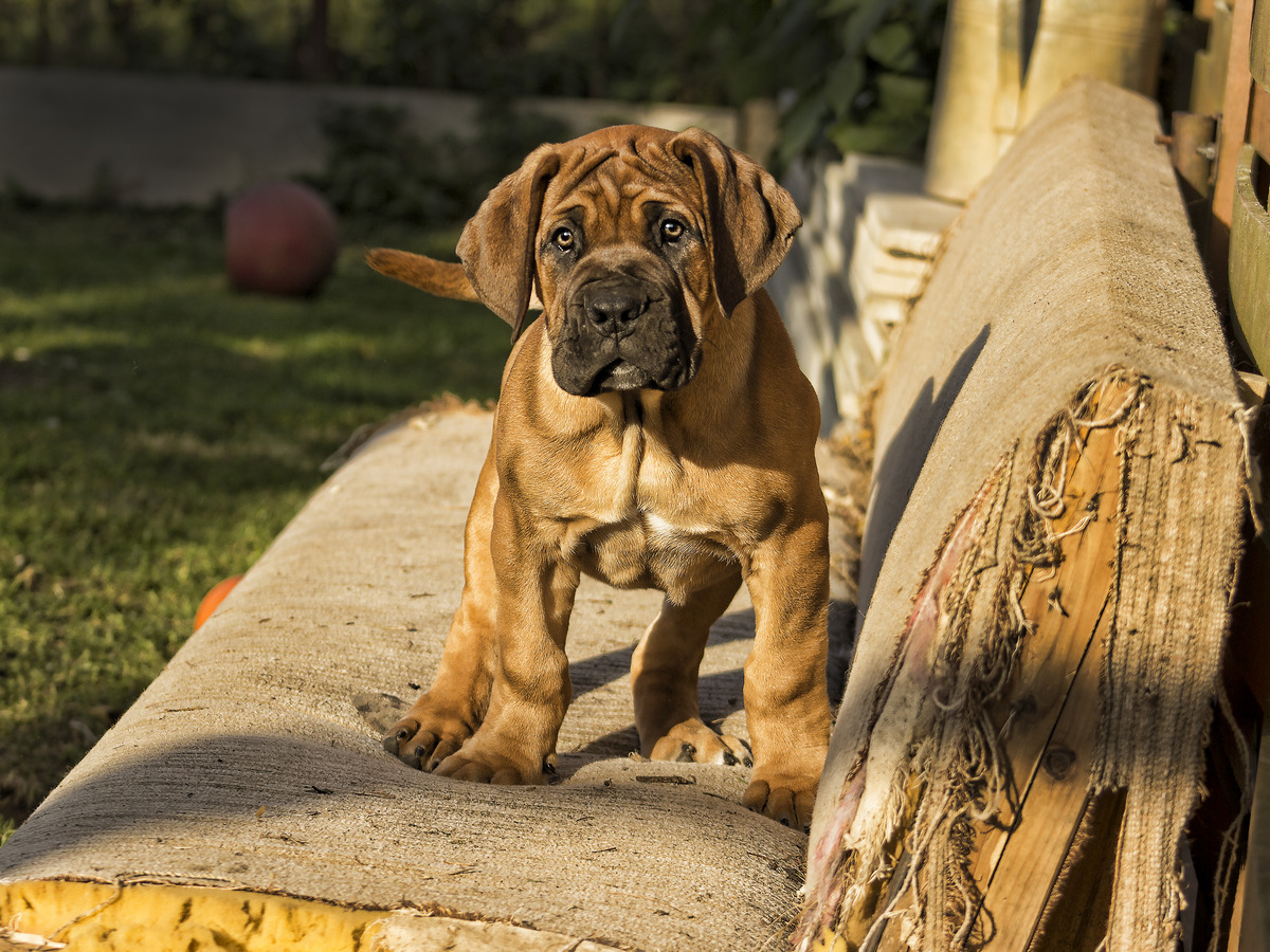 Boerboel