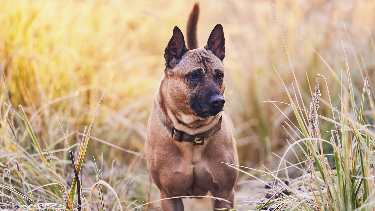 Thai Ridgeback