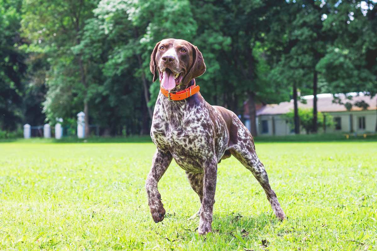 German Shorthaired Pointer