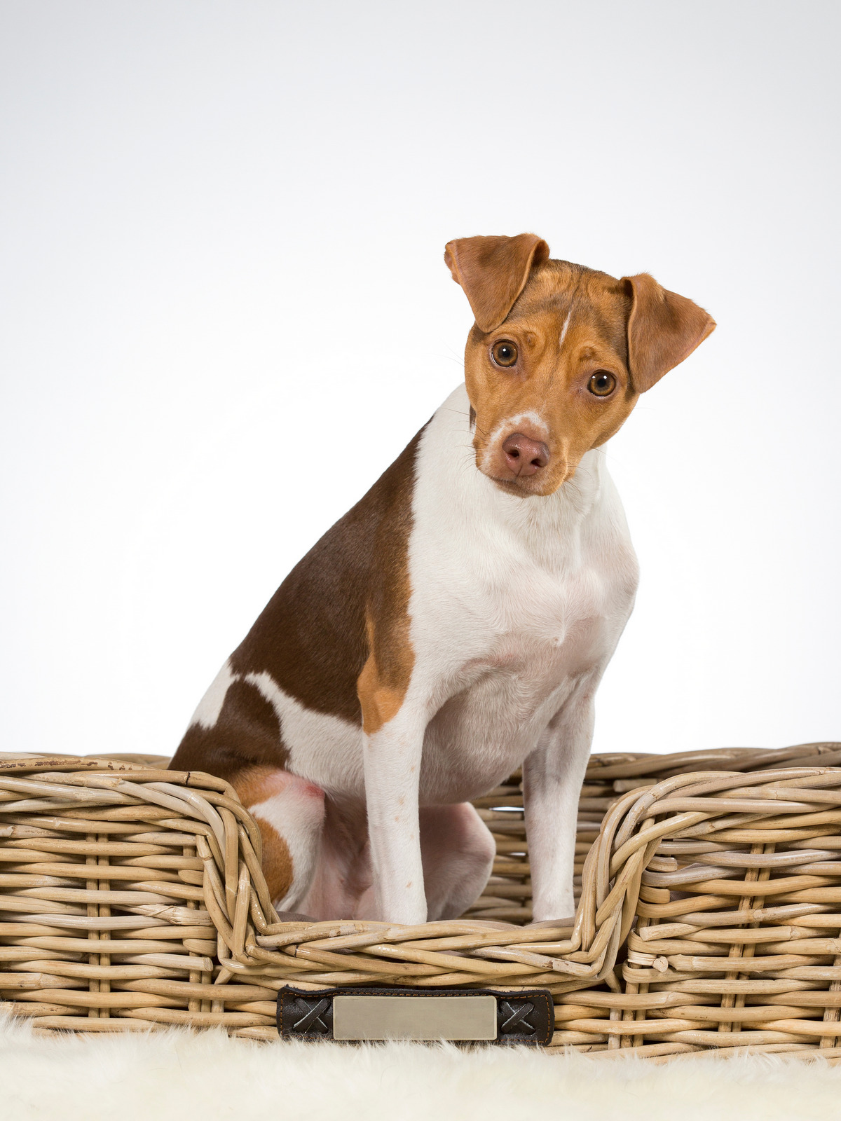 The Brazilian Terrier