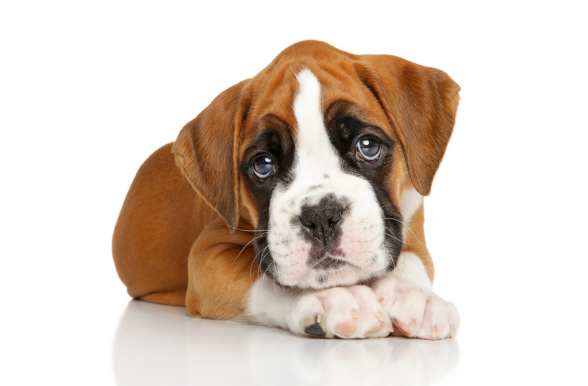 Boxer