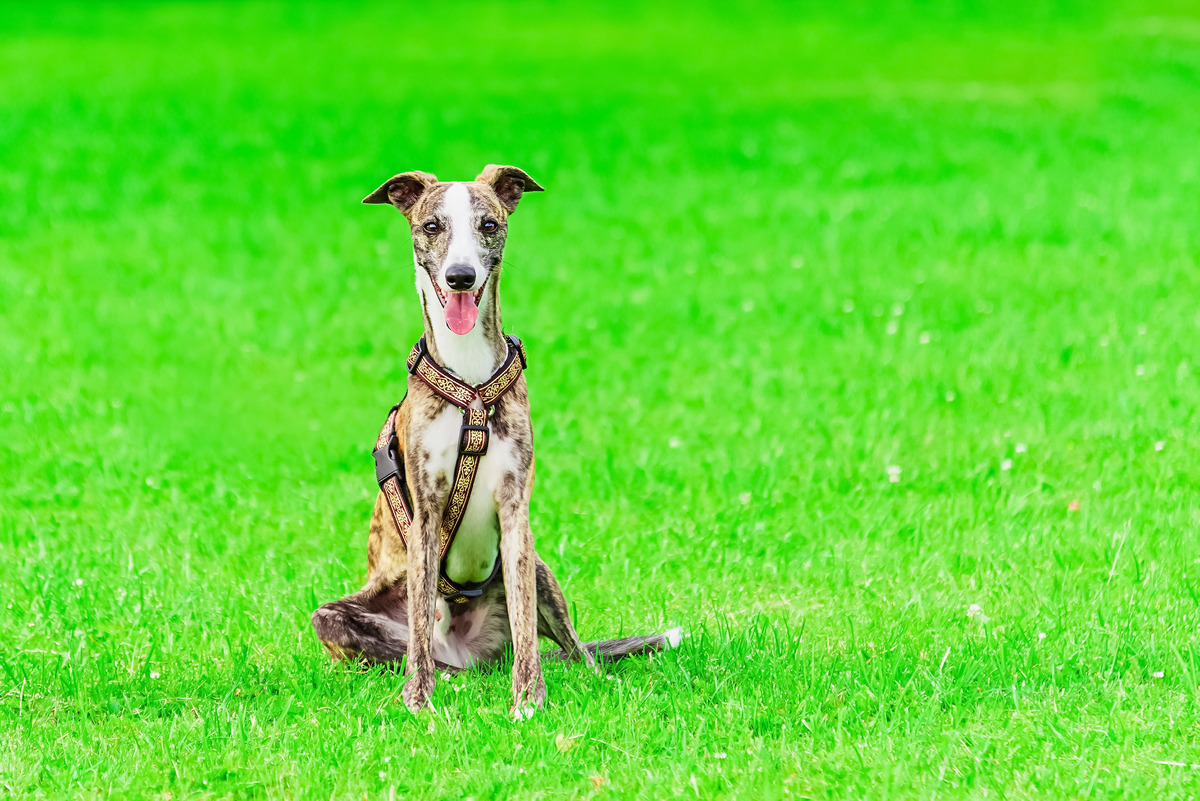 English Greyhound