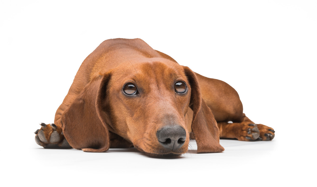 The Dachshund