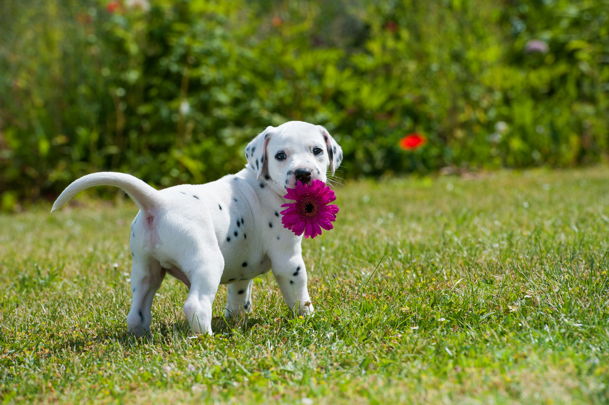 Dalmatian